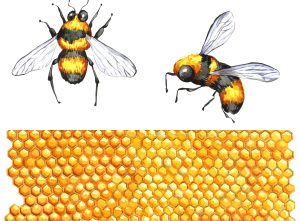 Honey PNG-86345